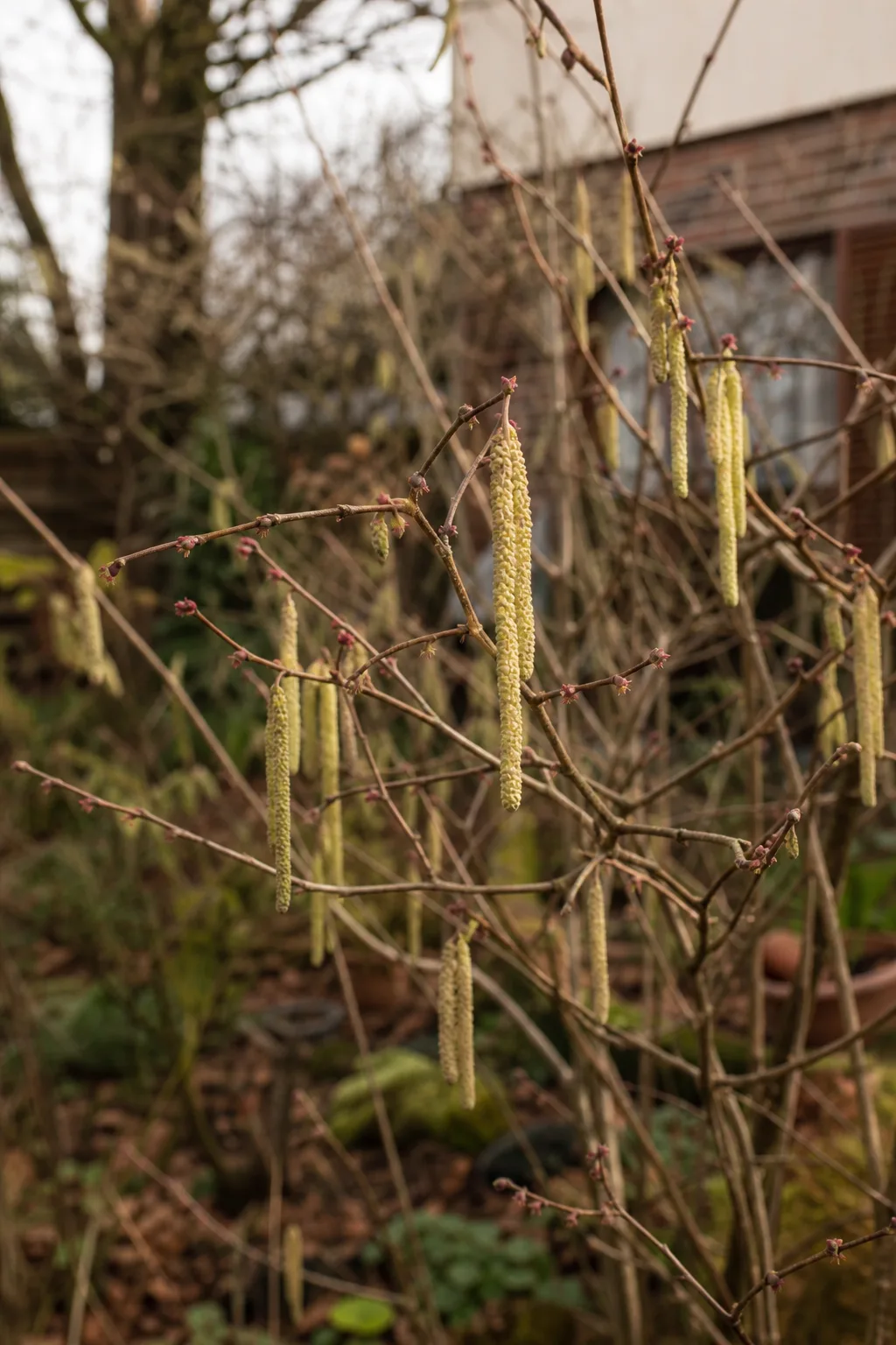 Haselstrauch im Februar mit langen, hängenden gelben Kätzchen und winzigen roten weiblichen Blüten an kahlen Zweigen
