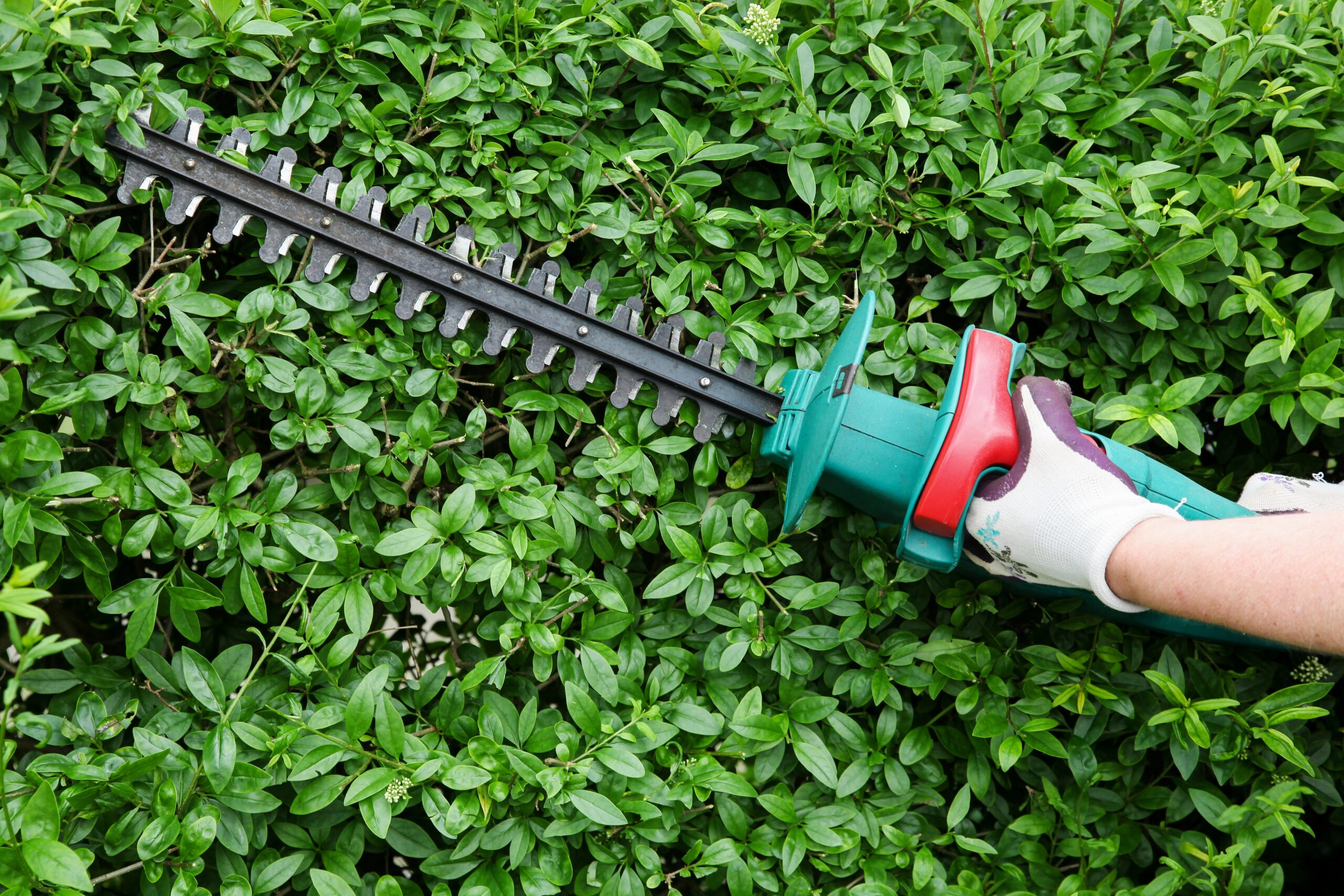 Gärtner trimmt eine Hecke