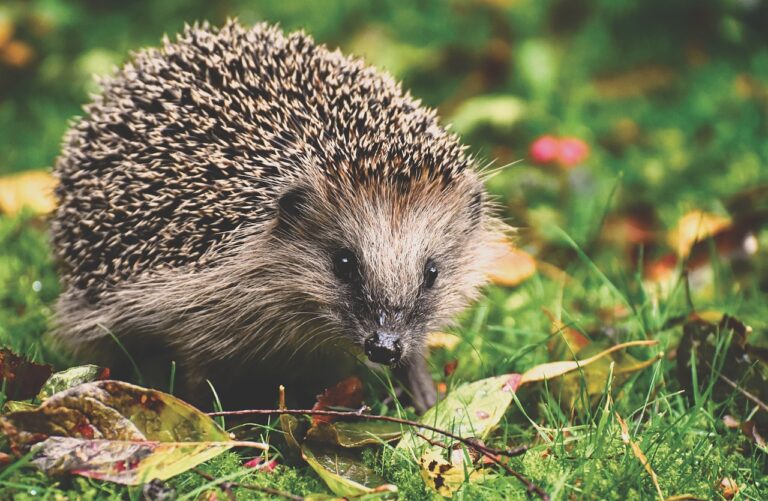hedgehog, animal, prickly