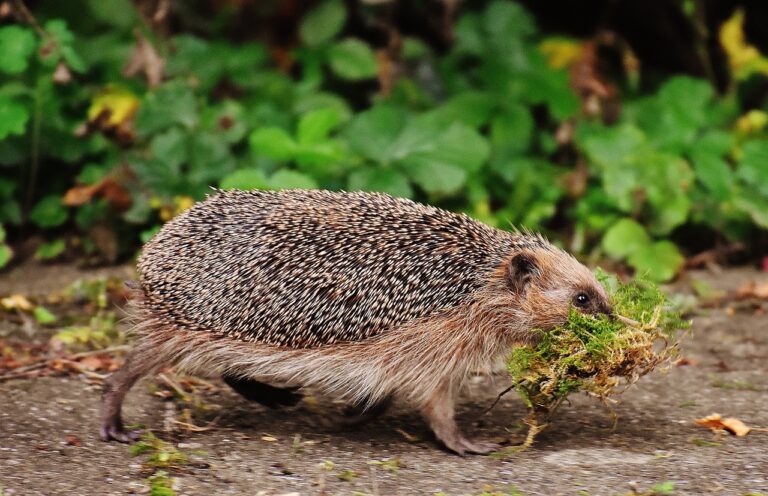 hedgehog, animal, spur