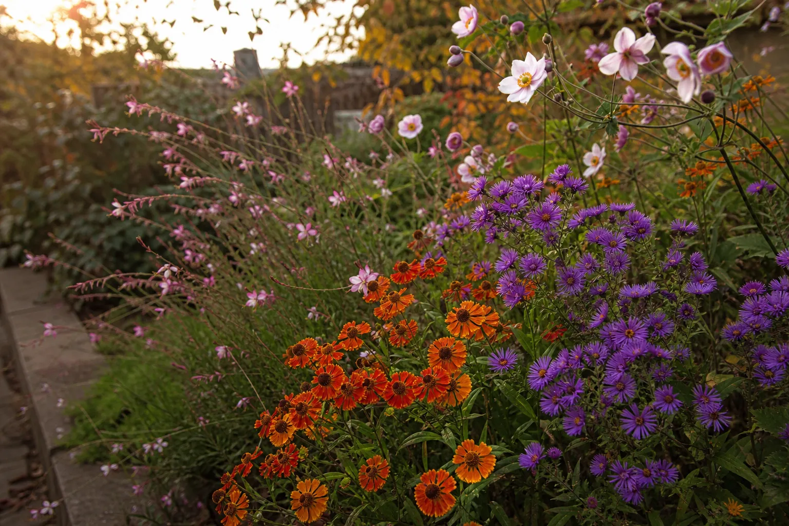 Schluss mit Wegwerf-Chrysanthemen: mehrjährige Herbstblüher, die jedes Jahr wiederkommen