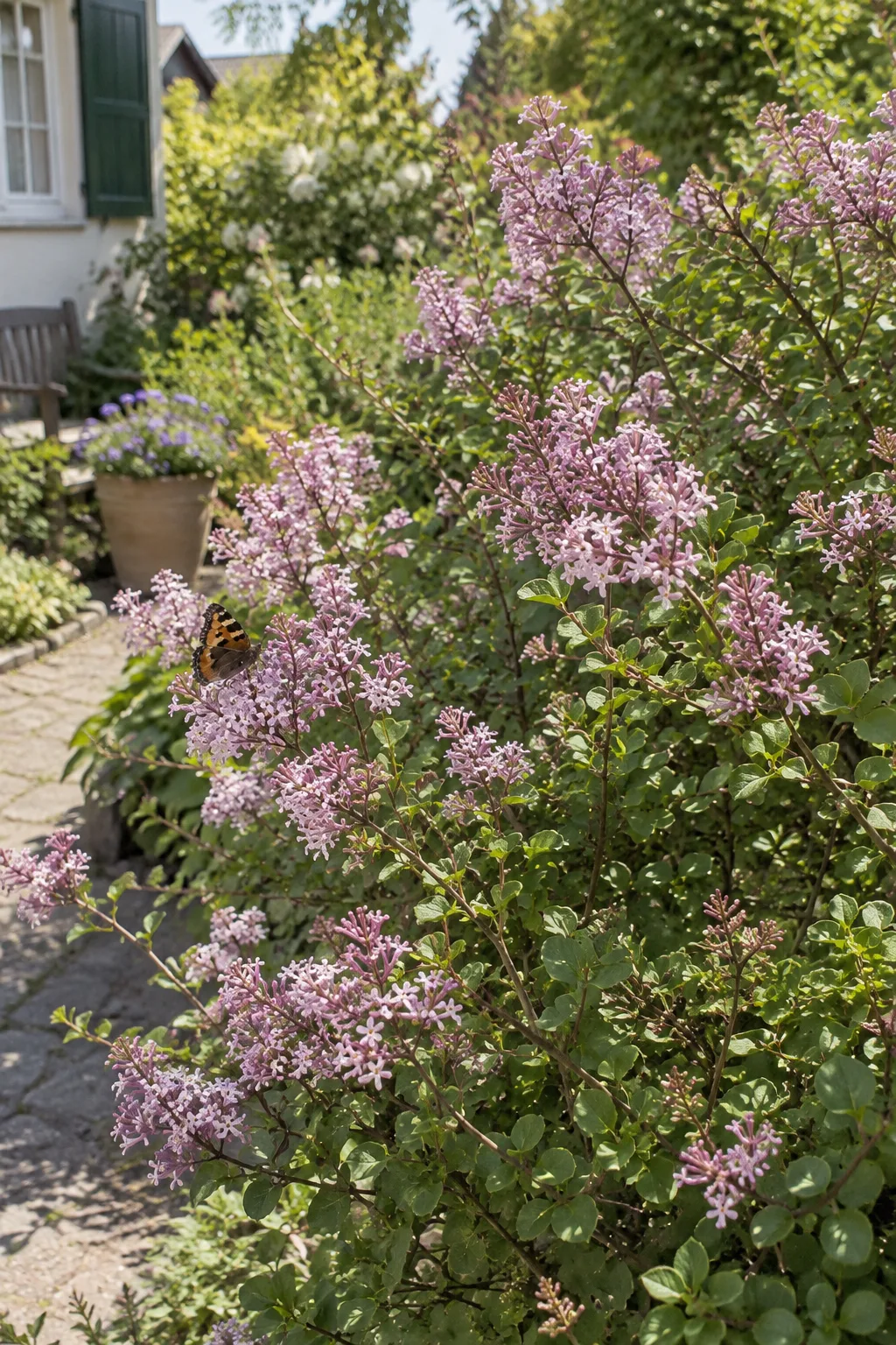Kleinblättriger Flieder Superba mit kleinen, rundlich-ovalen dunkelgrünen Blättern und lockeren Rispen kleiner, langröhriger rosa Duftblüten, ein Schmetterling sitzt darauf
