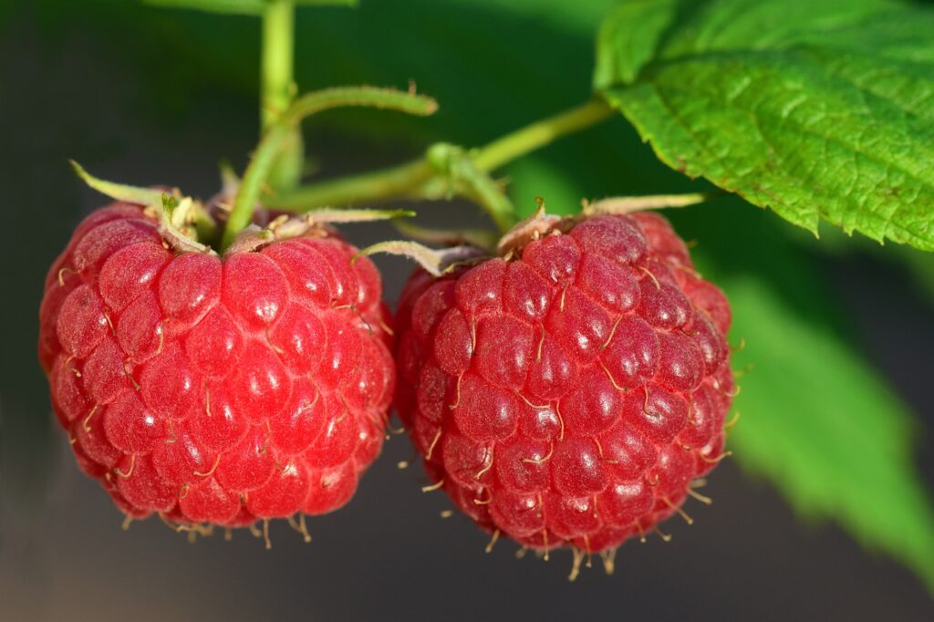 raspberries, red, fruit