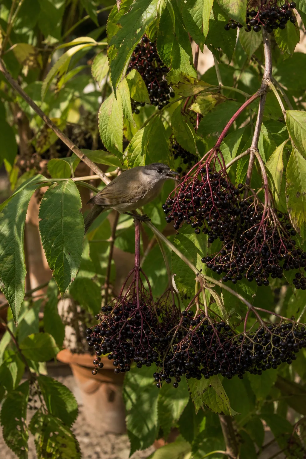 Holunderstrauch mit schweren, hängenden Dolden glänzend schwarzer Beeren an roten Stielen, eine Mönchsgrasmücke frisst davon