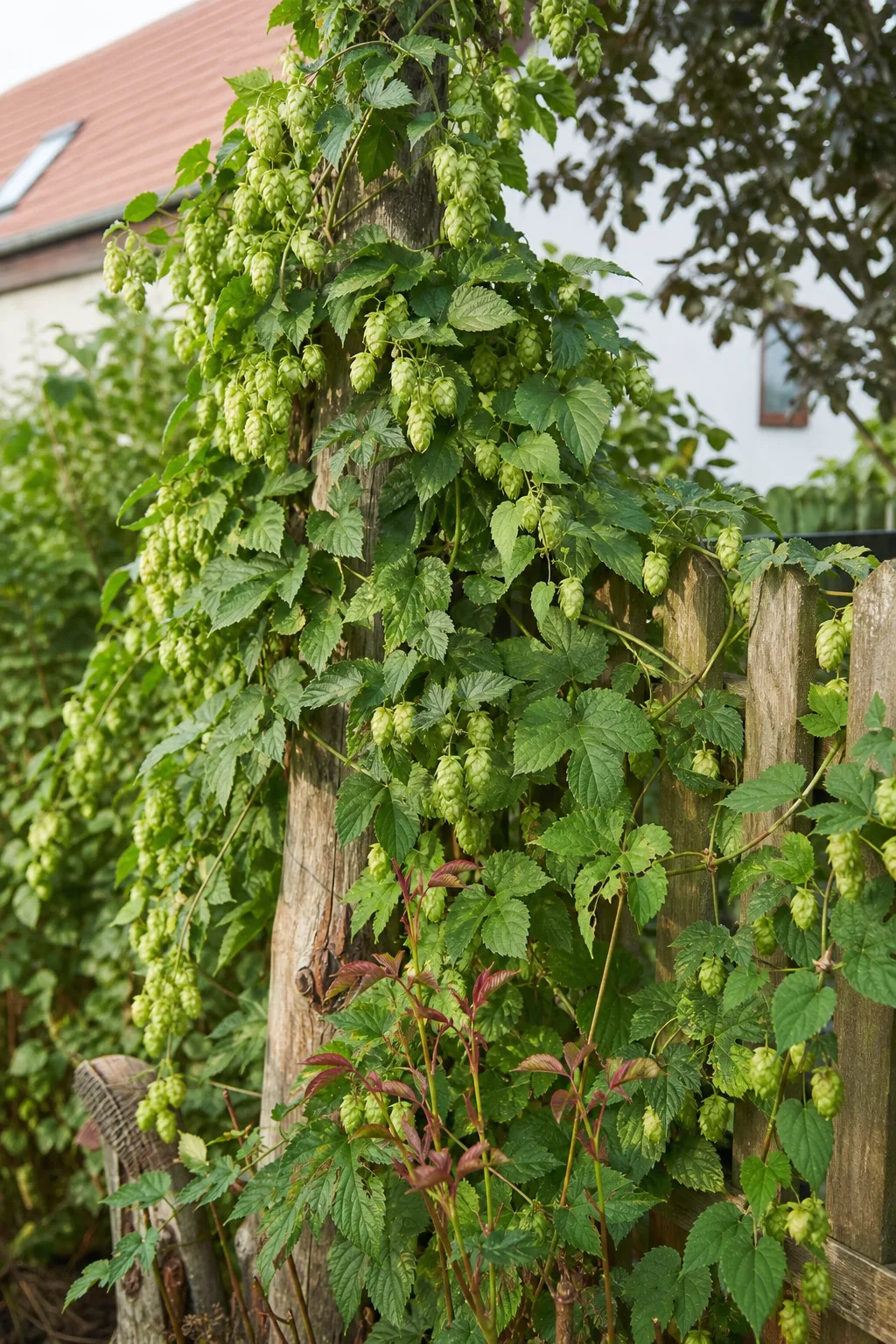 Hopfen rankt an einem Holzpfahl und Zaun, hellgrüne Dolden hängen herab