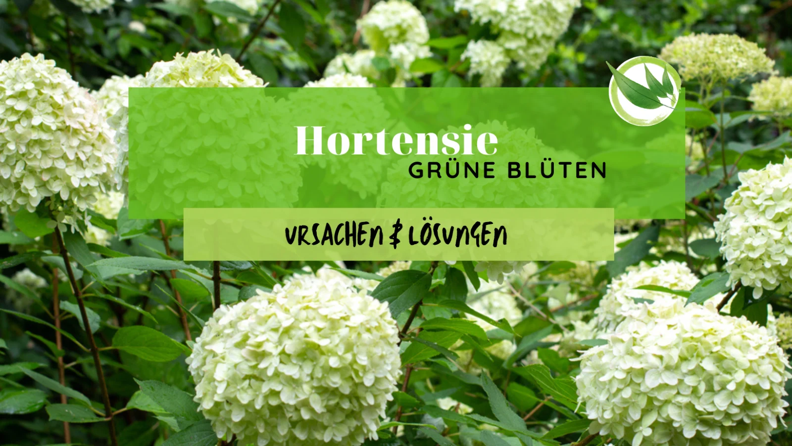 Hortensie grüne Blüten – 6 Ursachen & Lösungen