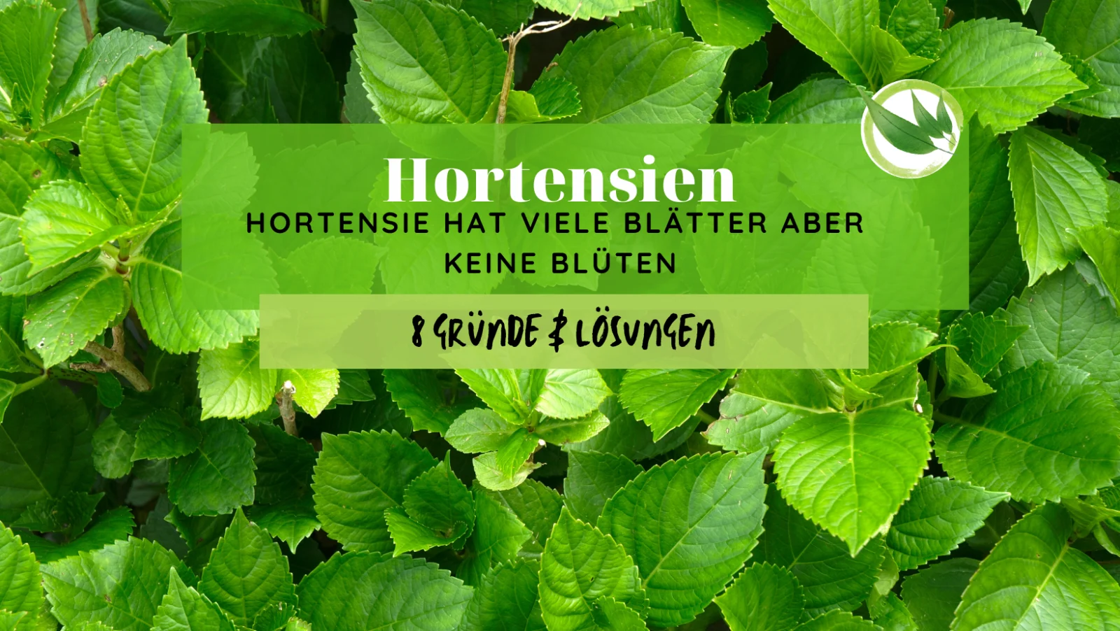 Hortensie hat viele Blätter aber keine Blüten – 8 Gründe & Lösungen