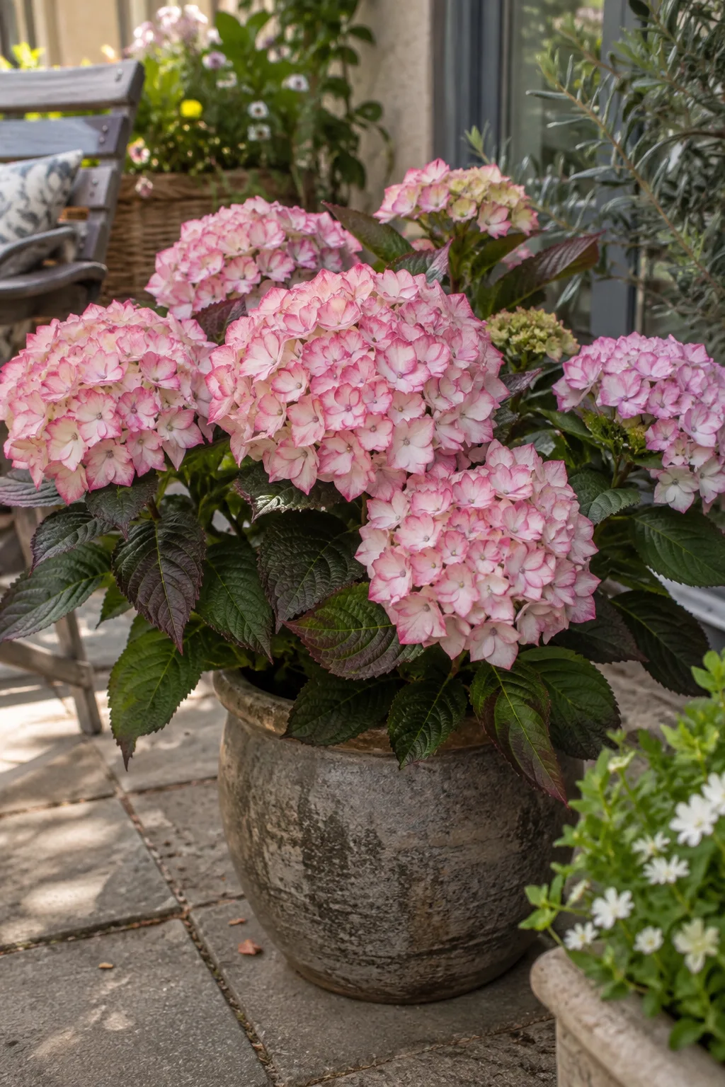 Kleine Hortensie im Topf mit gefüllten Blüten, die Blütenblätter blassrosa mit dunkelrosa Rand, das Laub dunkelgrün mit rötlichem Schimmer