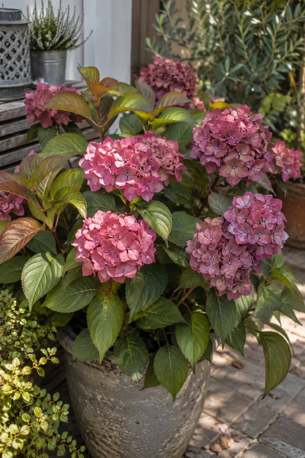 Hortensie im Kübel im Spätsommer mit runden Blütenständen in Rosa und Purpurrot, die jungen Blätter bronzefarben