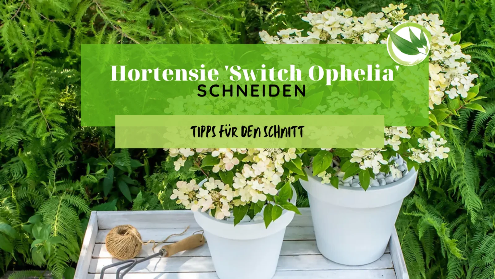 Hortensie ‚Switch Ophelia‘ schneiden: Tipps für den Schnitt