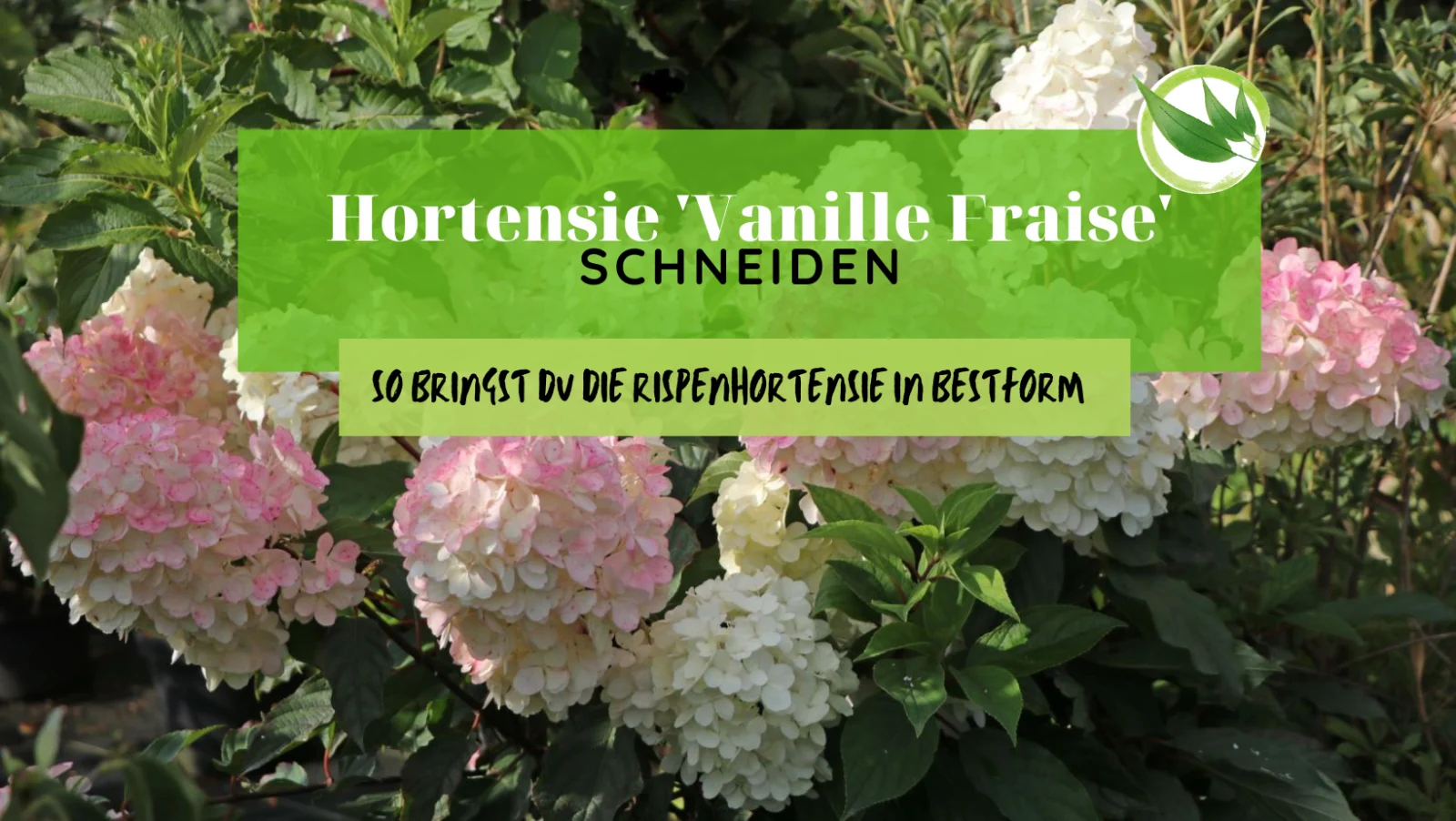 Hortensie Vanille Fraise schneiden: So bringst Du die Rispenhortensie in Bestform