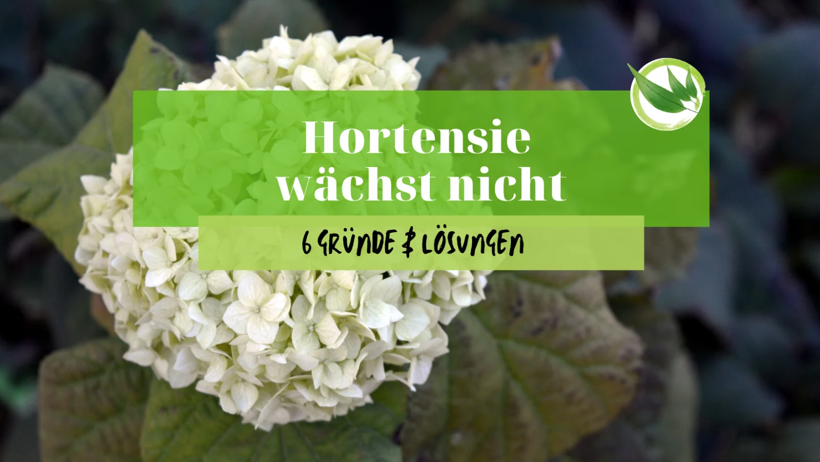Hortensie wächst nicht – 6 Gründe & Lösungen