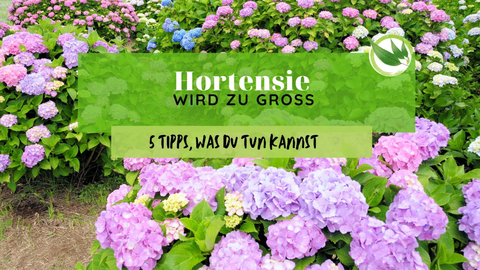 Hortensie wird zu groß – 5 Tipps, was Du tun kannst