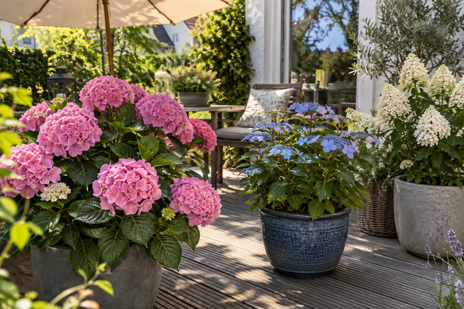 Terrasse im Sommer mit mehreren Hortensien in großen Kübeln, eine Bauernhortensie mit rosa Blütenbällen, eine Tellerhortensie in Blau und eine kleine Rispenhortensie mit weißen Rispen