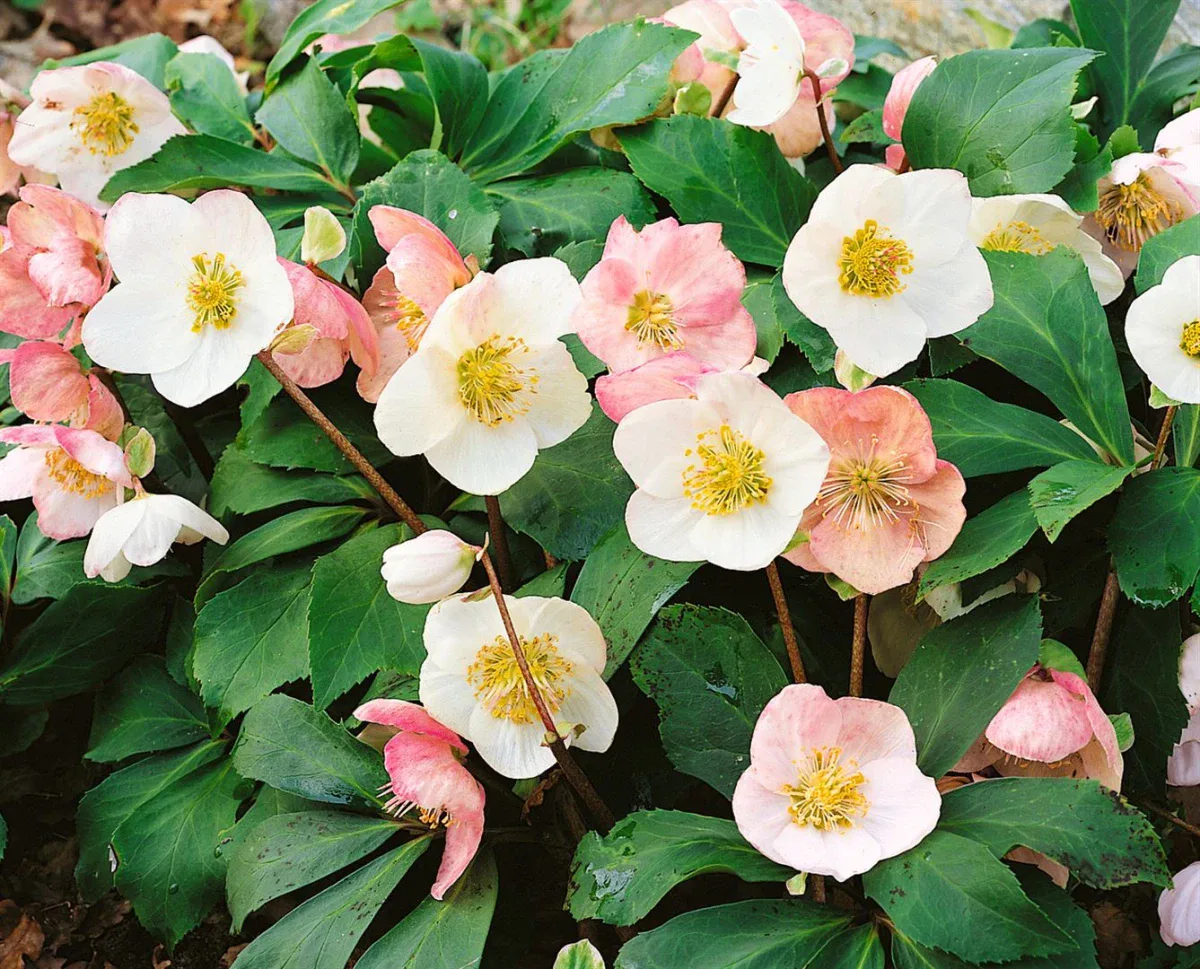 Weiße und rosa Christrosenblüten über dunkelgrünem Laub