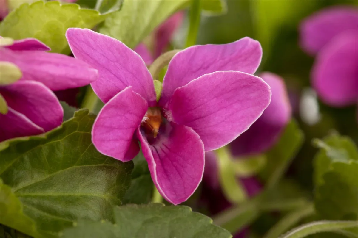 Kräftig pinke Blüten eines Duftveilchens mit herzförmigen Blättern