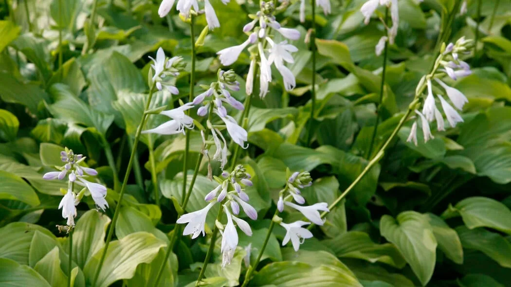 Funkien mit hellen Blattstreifen und weißen Blüten unter einer Hortensie