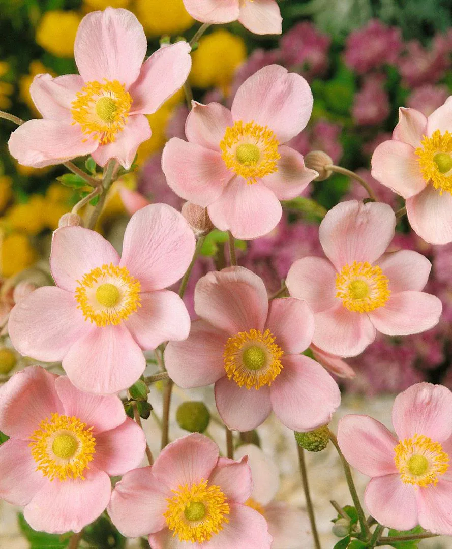 Zartrosa Blüten der Herbst-Anemone mit gelber Mitte