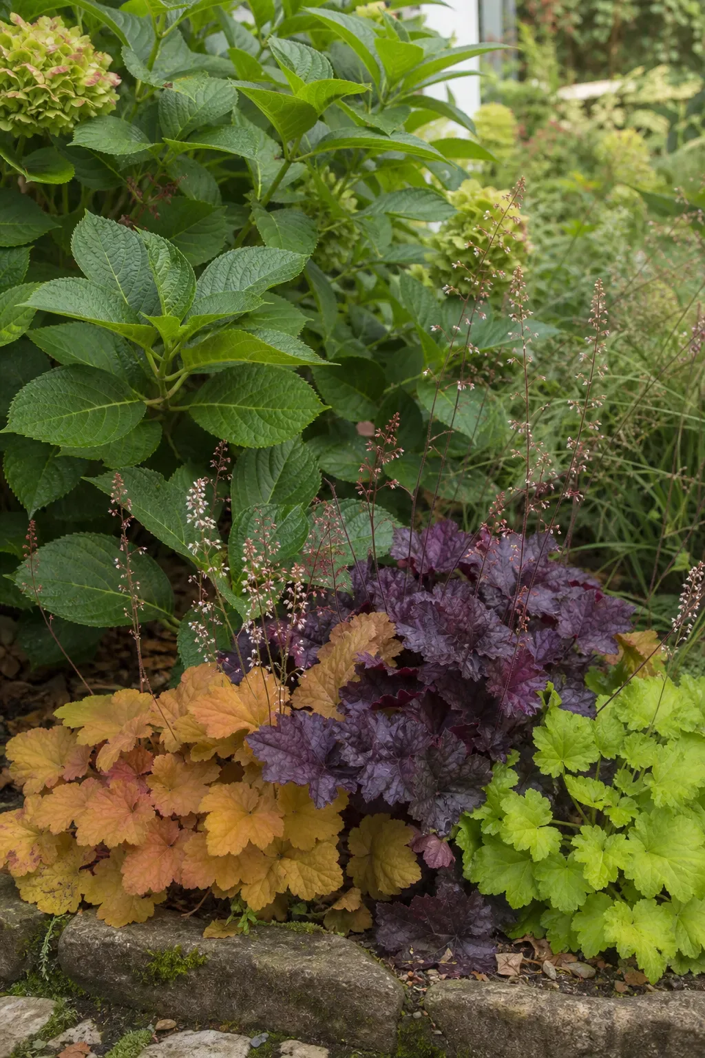 Purpurglöckchen in Orange, Purpur und Limette am Fuß einer Hortensie