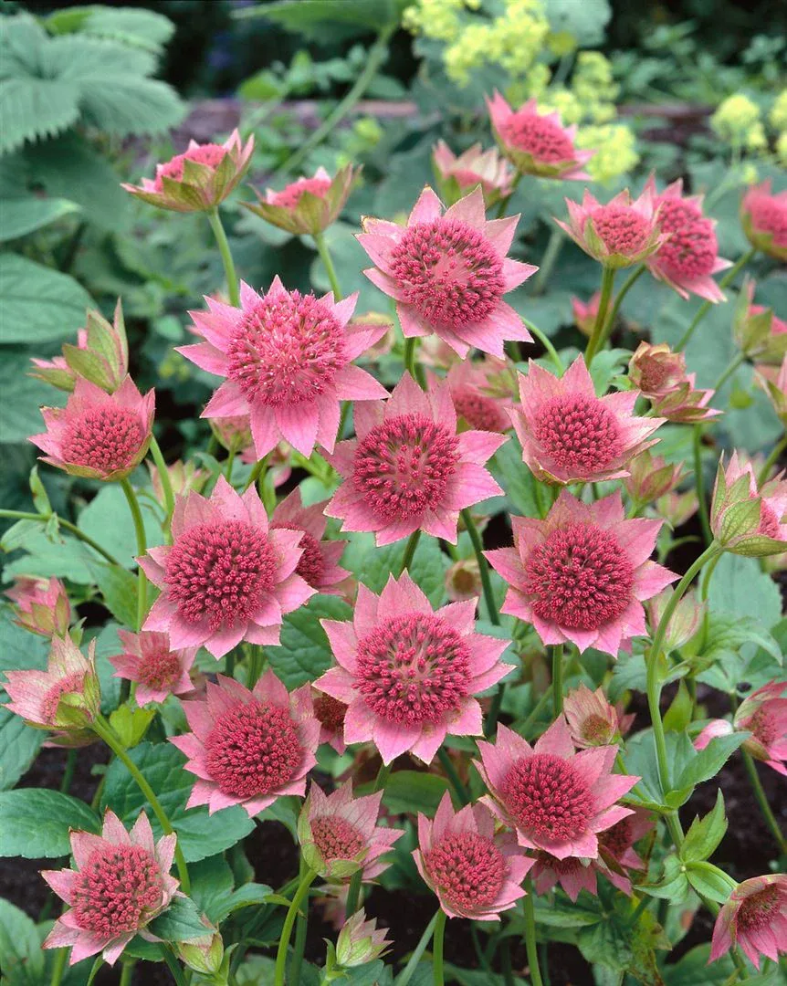 Sternförmige rosa Blüten der Großen Sterndolde