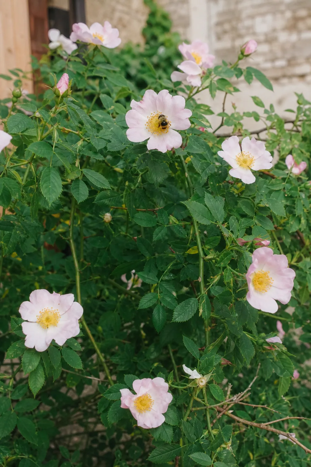Bogig überhängender Zweig der Hundsrose mit einfachen blassrosa Blüten und gelben Staubgefäßen, in einer Blüte eine Hummel