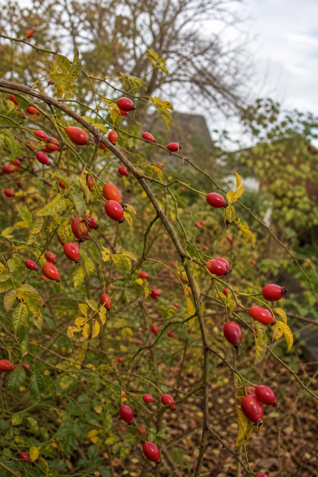 Wildrosenhecke im Herbst mit vielen länglichen, orangeroten Hagebutten an überhängenden Zweigen