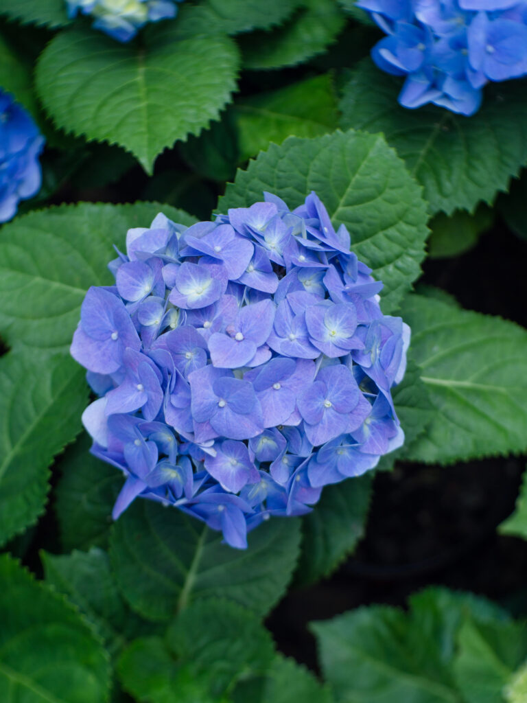 Blaue Hortensie mit grünen Blättern