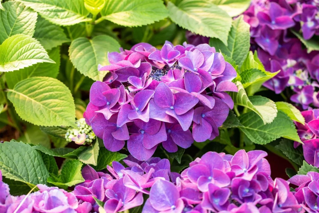 Lila Hortensienblüten in grünem Laub