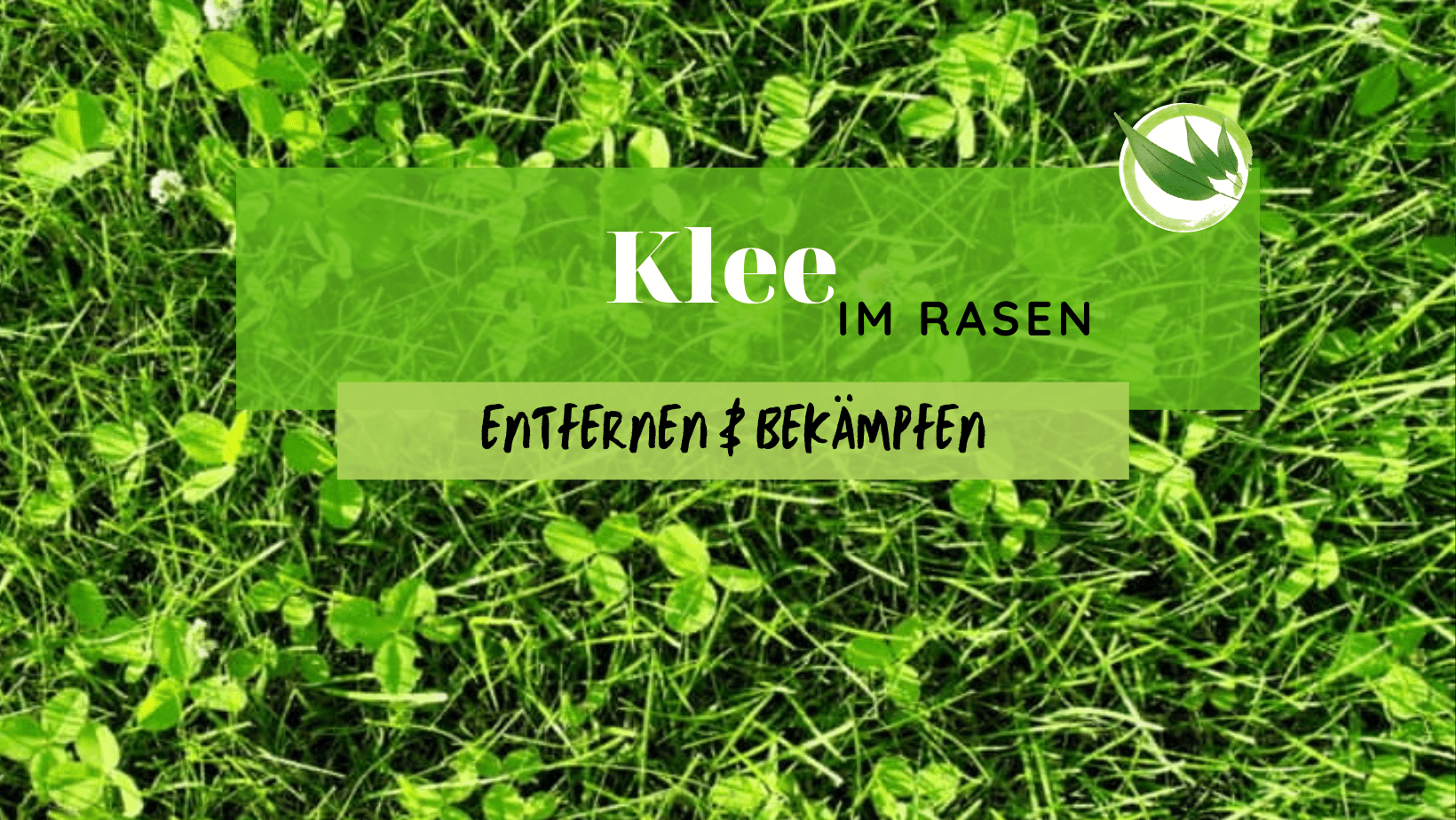 Klee im Rasen entfernen & bekämpfen
