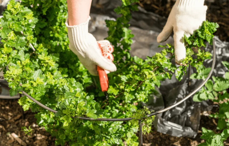 Behandschuhte Hände schneiden eine Stachelbeere mit Handschere zurück, Boden mit Mulch bedeckt