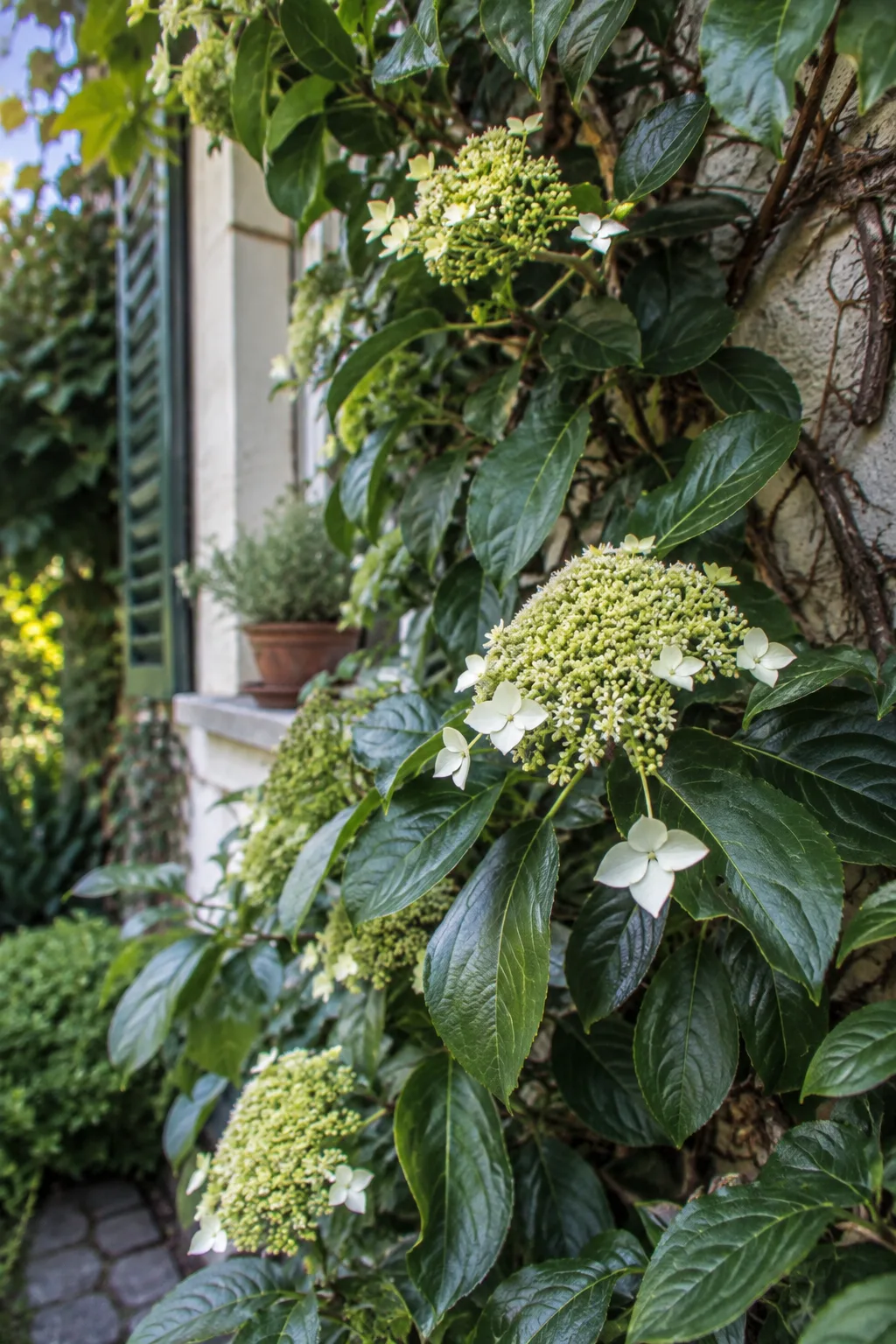 Schattige Hauswand mit Immergrüner Kletterhortensie, ledrigen dunkelgrünen Blättern und gewölbten grünlich-weißen Blütendolden