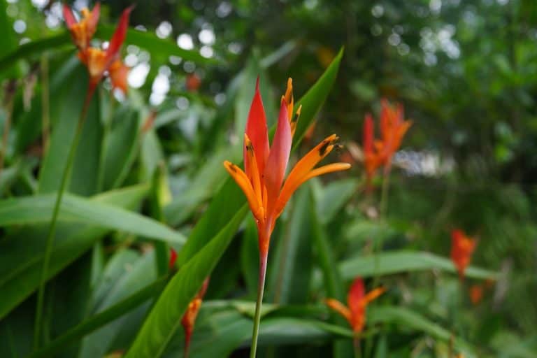 Rote Blüte einer Ingwerpflanze