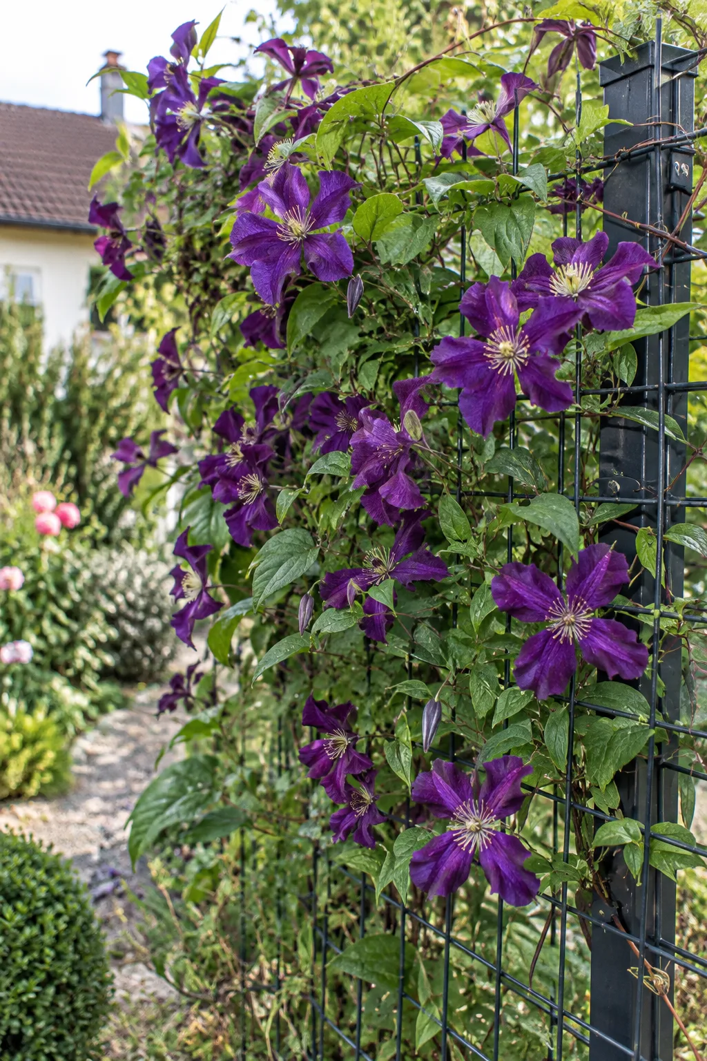 Italienische Waldrebe mit vielen tiefvioletten Blüten, die sich mit den Blattstielen am Maschendrahtzaun festhält