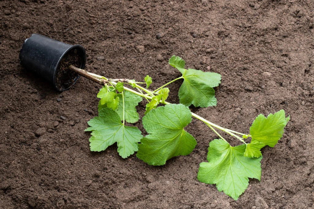 Baby red currant plant in black pot on soil. Ready for planting.