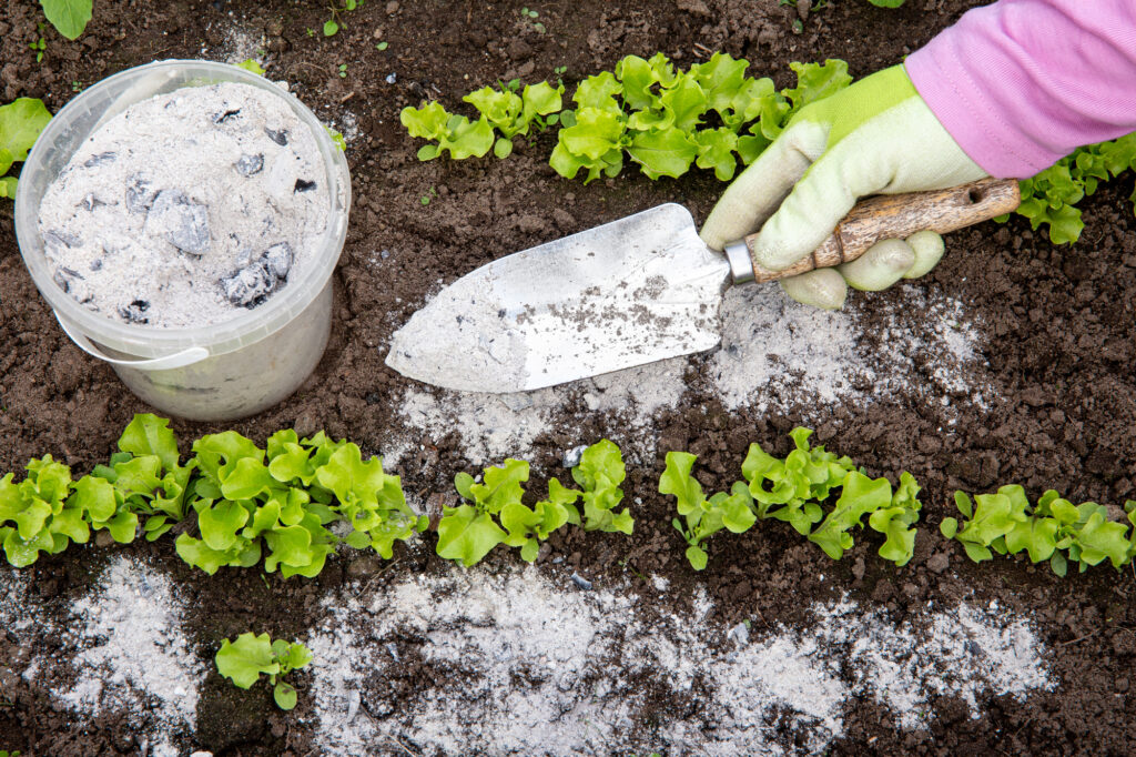 Gartenarbeit mit Schaufel und Salatpflanzen.