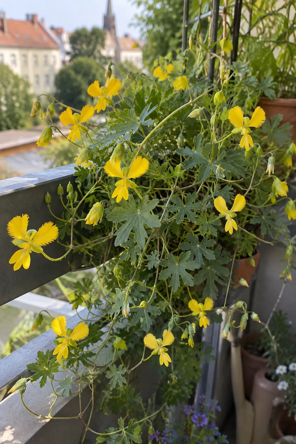 Kanarienkresse am Balkongeländer mit fünflappigen Blättern und vielen kleinen leuchtend gelben Blüten mit gefransten Blütenblättern