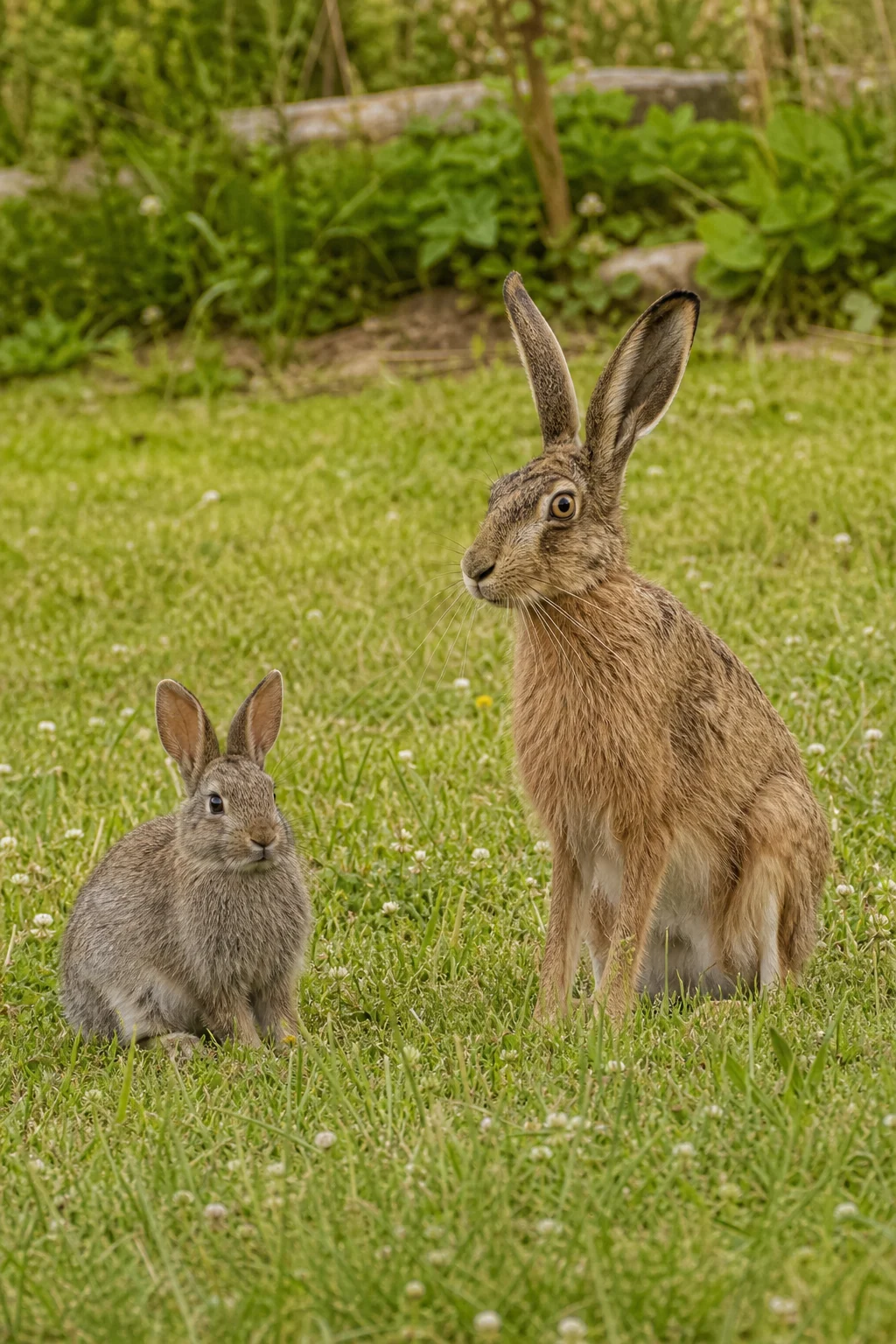 Vergleichsbild von Wildkaninchen und Feldhasen auf einer Wiese: kleineres graubraunes Kaninchen und größerer Hase mit schwarz gespitzten Ohren.