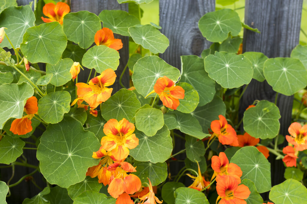 Nasturtium in glory by a cedar fence in a raised garden,