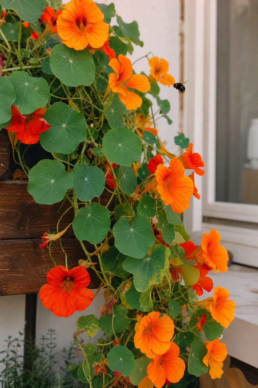 Orange und rote Kapuzinerkressenblüten (Tropaeolum majus) ranken aus einem Holzkasten, runde grüne Blätter im Detail, eine Hummel fliegt eine Trompetenblüte an.