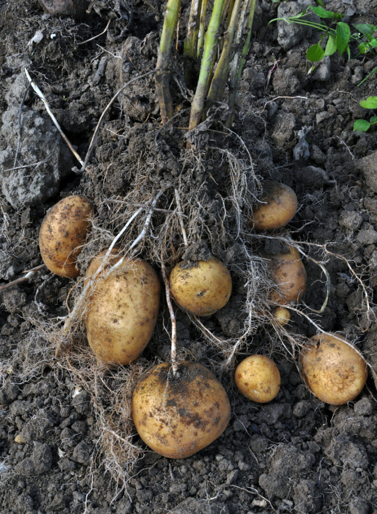 Kartoffeln in Erde geerntet