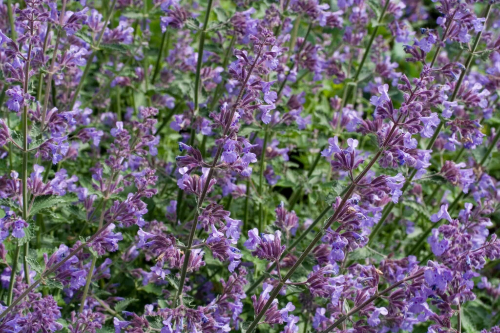 Katzenminzee im Garten, lila Blumenfeld