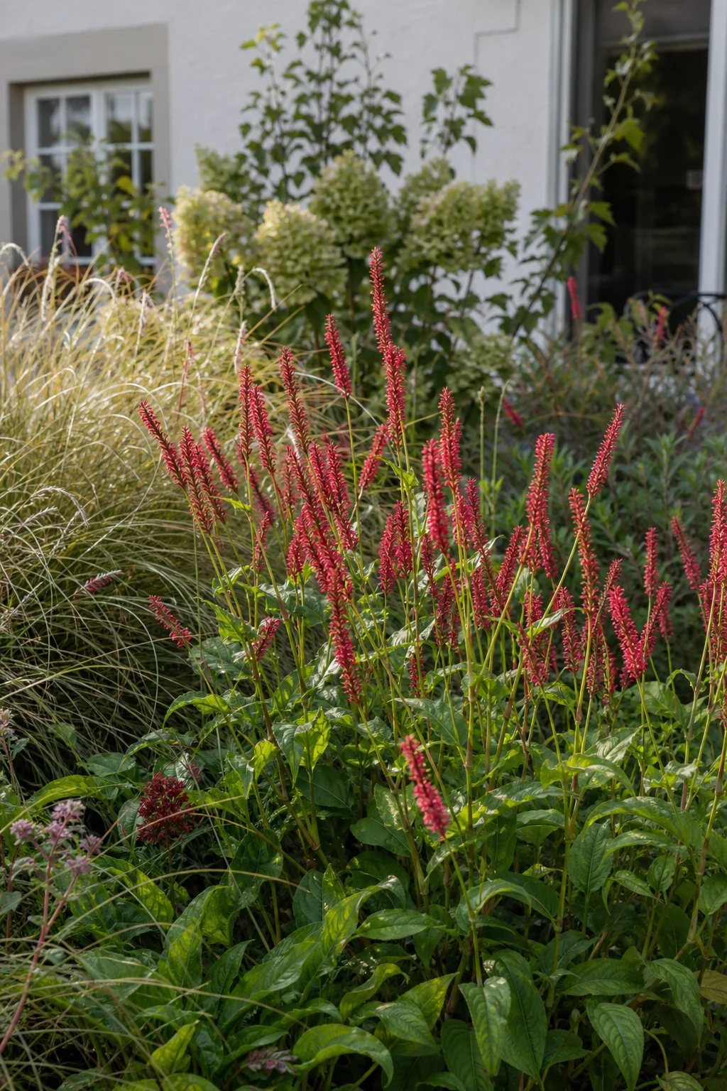 Kerzen-Knöterich der Sorte Firetail blüht in einem Staudenbeet mit leuchtend roten, schmalen Blütenkerzen über dichtem grünem Laub.