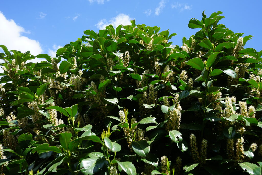 Prunus laurocerasus, also known as cherry laurel, common laurel and sometimes English laurel in North America, is an evergreen species of cherry Prunus. Berlin, Germany