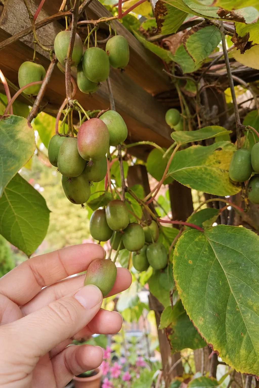 Kiwibeeren-Ranke an einer Holzpergola mit Trauben glatter, grüner Früchte