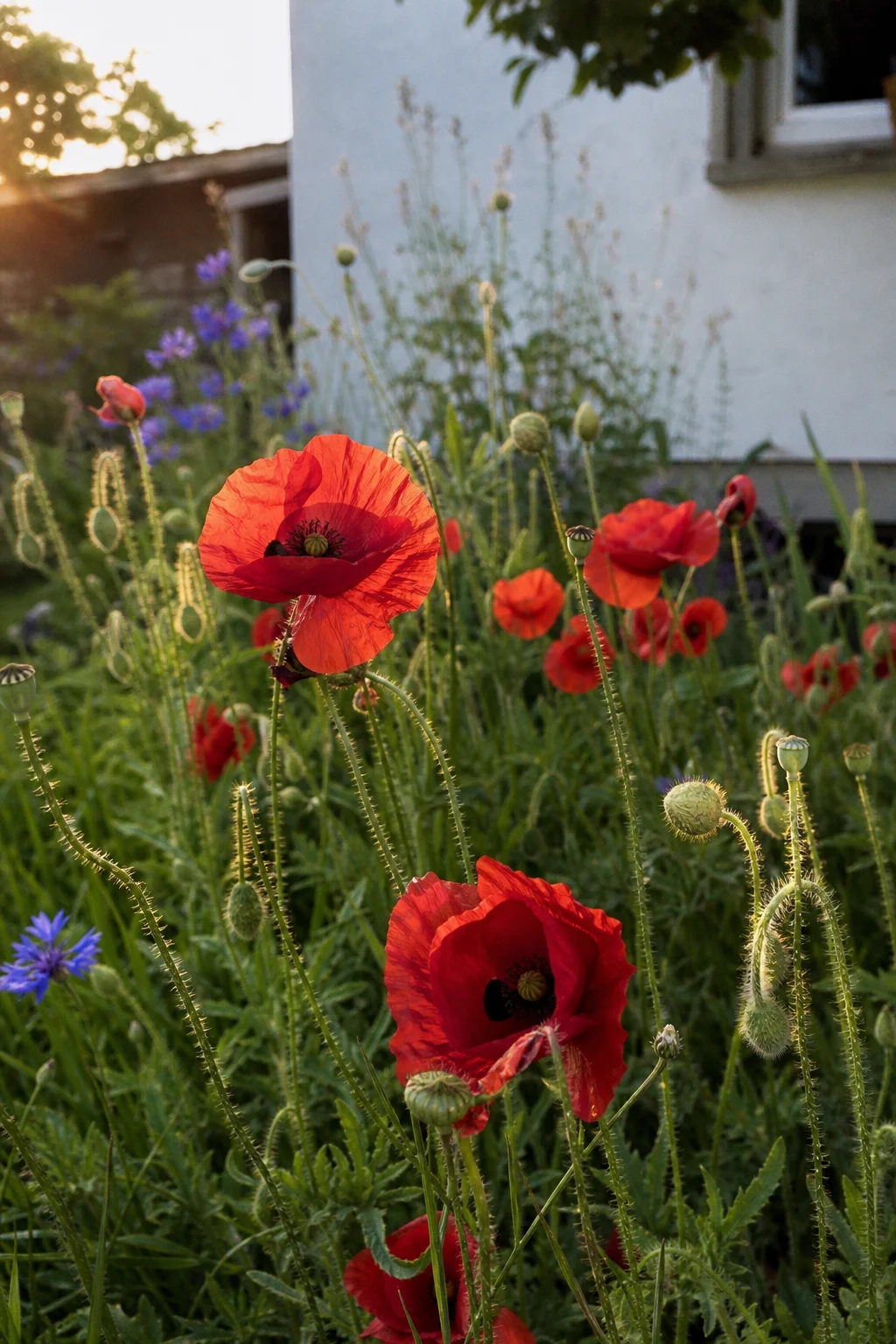 Roter Klatschmohn (Papaver rhoeas) blüht in einer Wildblumenrabatte, einzelne Kornblumen im Hintergrund, goldenes Abendlicht.
