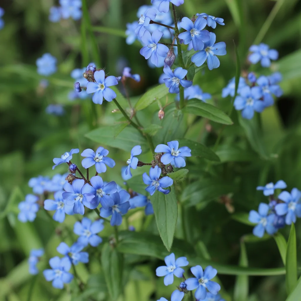 Kleine blaue Blüten des Kaukasus-Vergissmeinnichts über großem Laub
