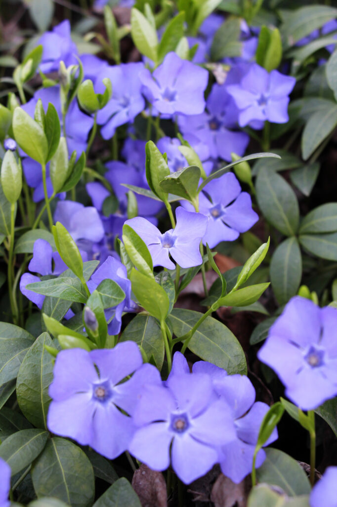 Lila Blumenblüten auf grünem Hintergrund