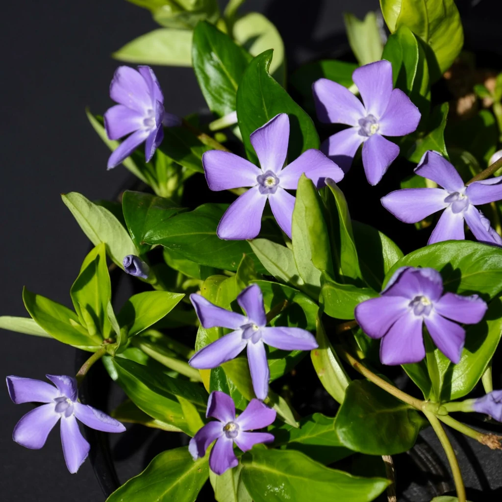 Blauviolette Blüten des Kleinen Immergrüns über glänzendem Laub