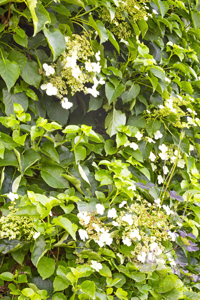 Blühende Hecke mit grünen Blättern