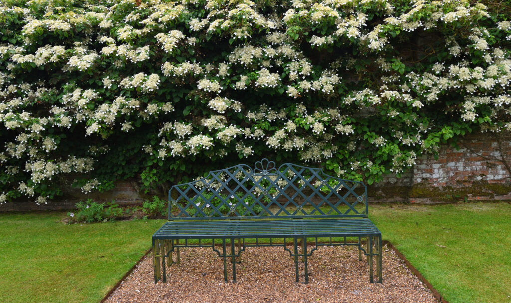 White flowering Climbing Hydrangea and wrought iron garden seat.